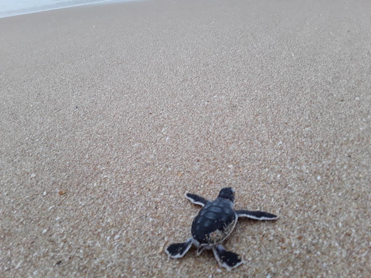 Green Turtle 坦加拉 外观 照片
